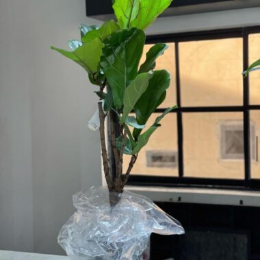 Ficus Lyrata, indoor plant by Lovebug Florist Lagos