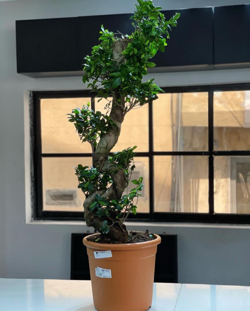 WhatsApp-Image-2021-04-17-at-15.04.58.jpeg Ficus Ginseng, indoor plant by Lovebug Florist Lagos