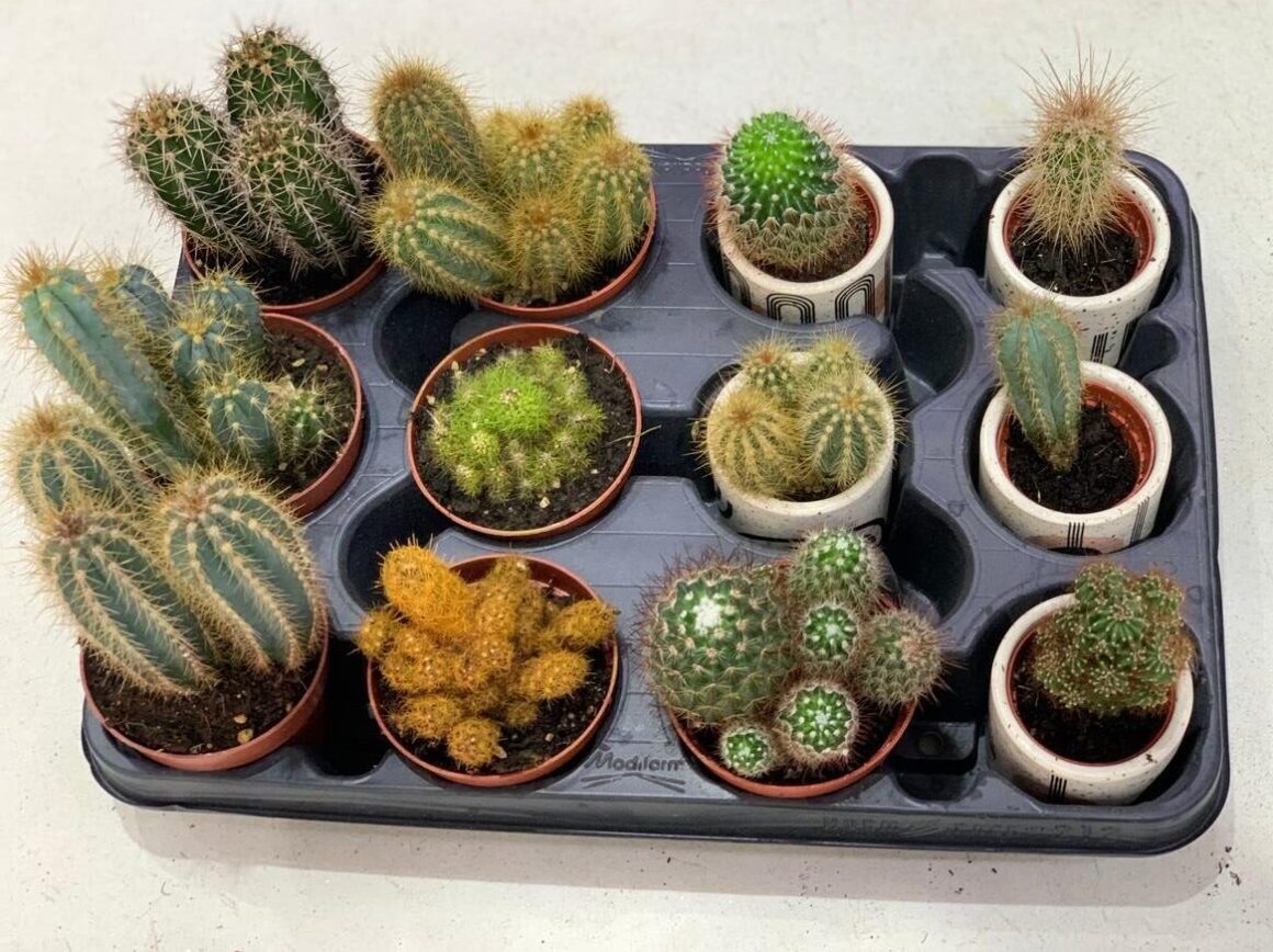 Potted cacti gift from Lovebug Florist Lagos