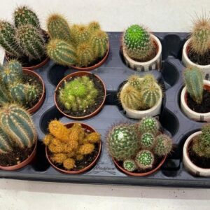 Potted cacti gift from Lovebug Florist Lagos