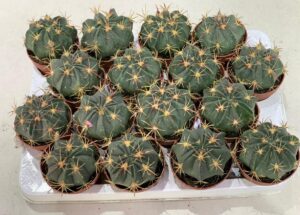 Cactus plants for World Cactus Day by Lovebug Florist Lagos